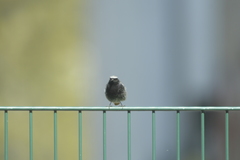 Phoenicurus ochruros