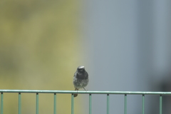 Phoenicurus ochruros