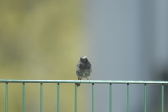 Phoenicurus ochruros