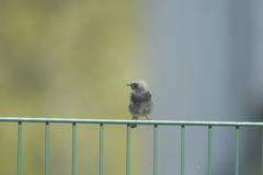 Phoenicurus ochruros