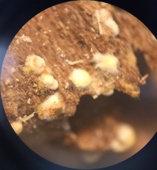 Fungi