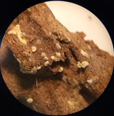 Fungi
