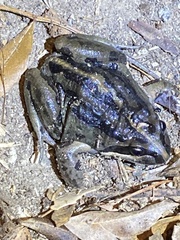 Limnodynastes peronii