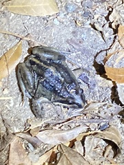 Limnodynastes peronii