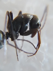 Camponotus parius