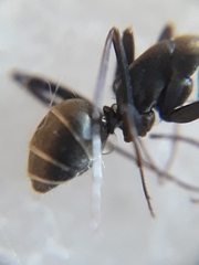 Camponotus parius
