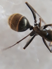 Camponotus parius