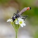 Ammophila terminata - Photo (c) Pierre Bornand，保留部份權利CC BY-NC