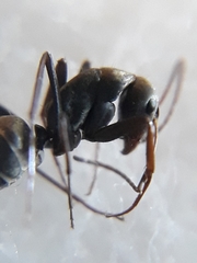Camponotus parius