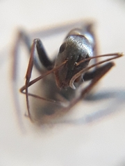 Camponotus parius