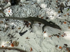 Varanus indicus