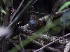 Pnoepyga pusilla