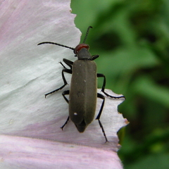 Epicauta atrata