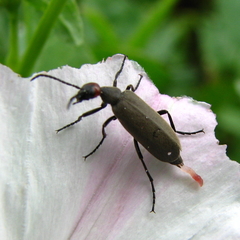 Epicauta atrata