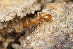 Tetramorium simillimum