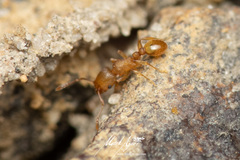 Tetramorium simillimum