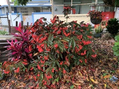 Begonia coccinea