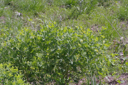 Image of Baptisia nuttalliana by (c) Michelle W. （鍾偉瑋）, some rights reserved (CC BY)