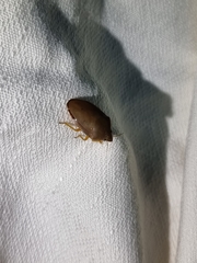 Coleotichus excellens