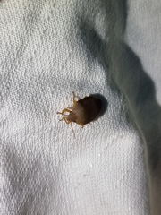 Coleotichus excellens