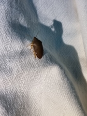 Coleotichus excellens