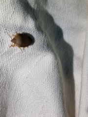 Coleotichus excellens