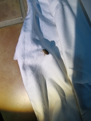 Coleotichus excellens