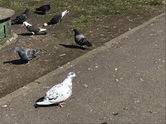 Columba livia domestica
