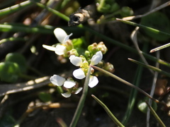 Cochlearia anglica