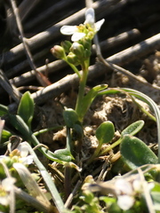 Cochlearia anglica