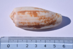 Conus geographus