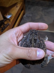 Sclerophrys gutturalis