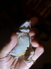 Sclerophrys gutturalis