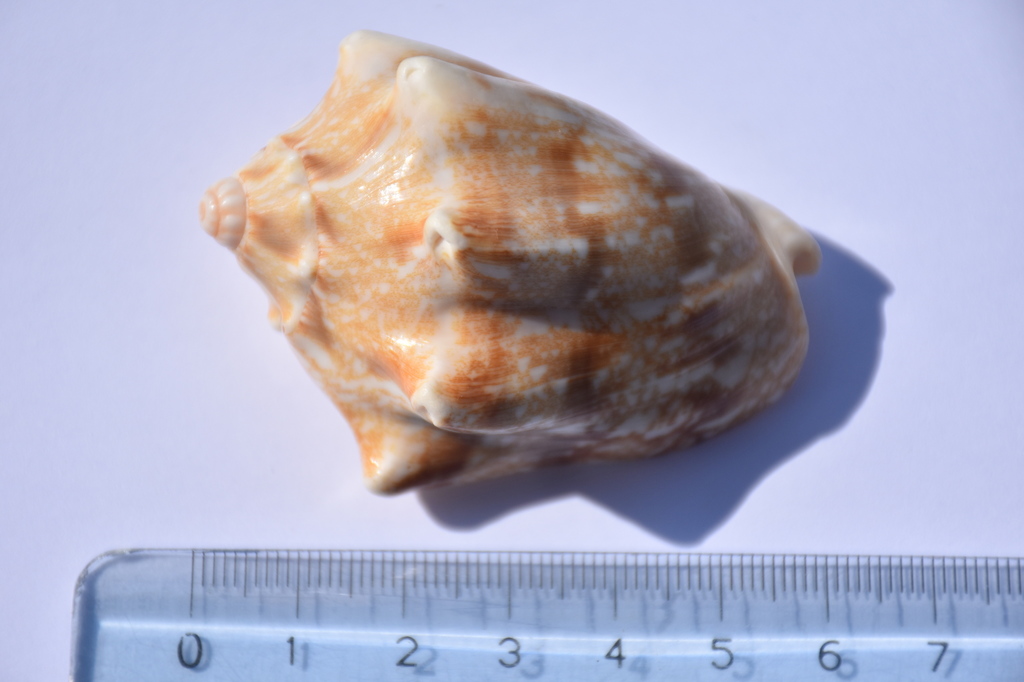 Bat volute from Bali - Lombok, Indonesia on April 19, 2022 at 09:37 AM ...