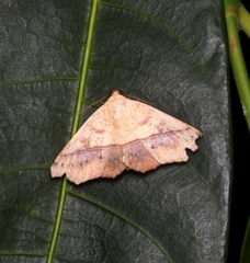 Xanthanomis xanthina