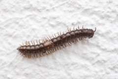 Strongylosoma