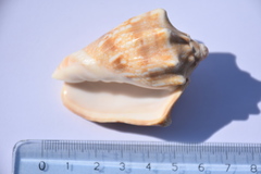 Cymbiola vespertilio