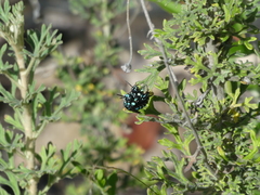 Thyreus nitidulus nitidulus