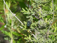 Thyreus nitidulus nitidulus