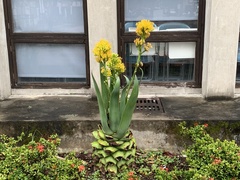 Agave wercklei