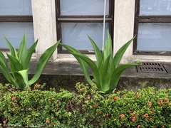 Agave wercklei