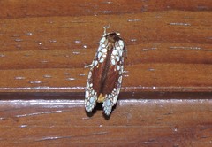 Dudgeonea
