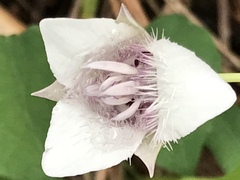 Calochortus elegans