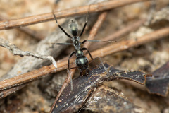 Iridomyrmex mayri