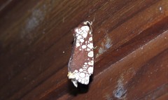 Dudgeonea