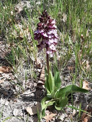 Orchis purpurea