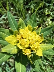 Euphorbia palustris