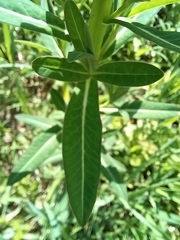 Euphorbia palustris