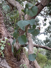 Eucalyptus baueriana thalassina