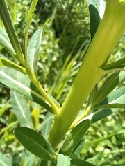 Euphorbia palustris